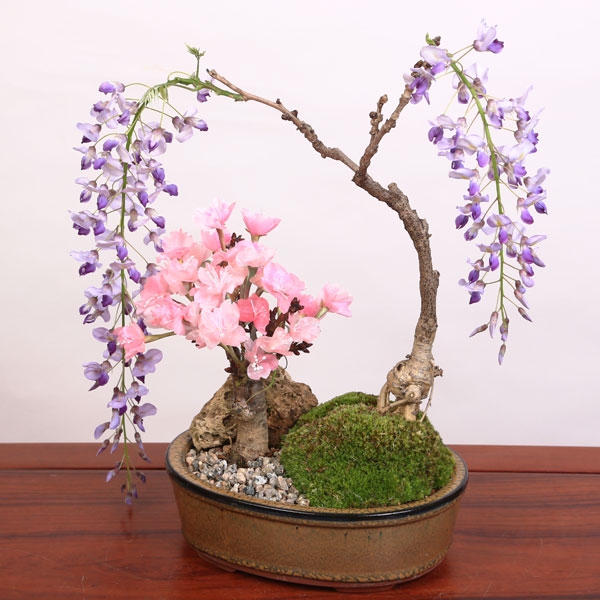 Cách trồng hoa tử đằng bonsai