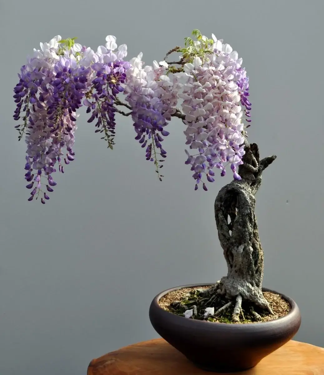 Hoa tử đằng bonsai so với cây trưởng thành