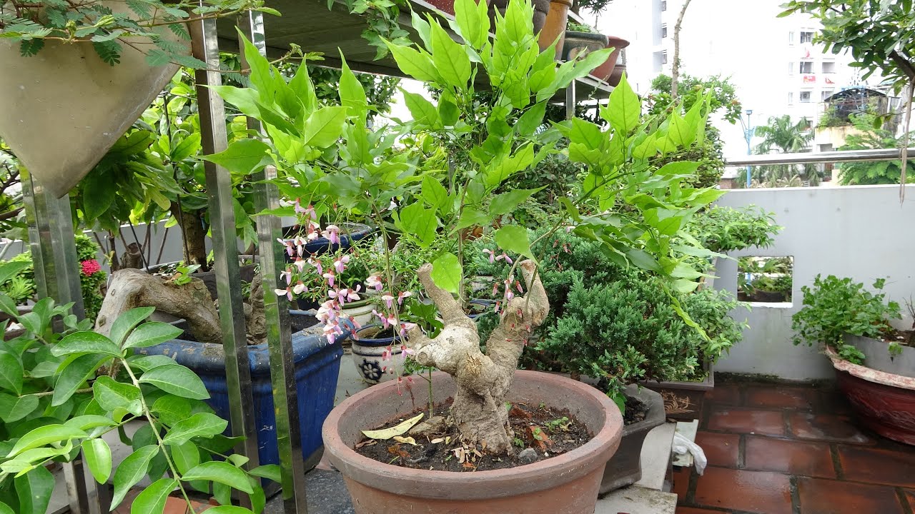 Hoa tử đằng bonsai