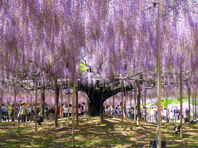 vườn hoa tử đằng ở tochigi